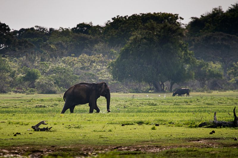 слон слон фото превью