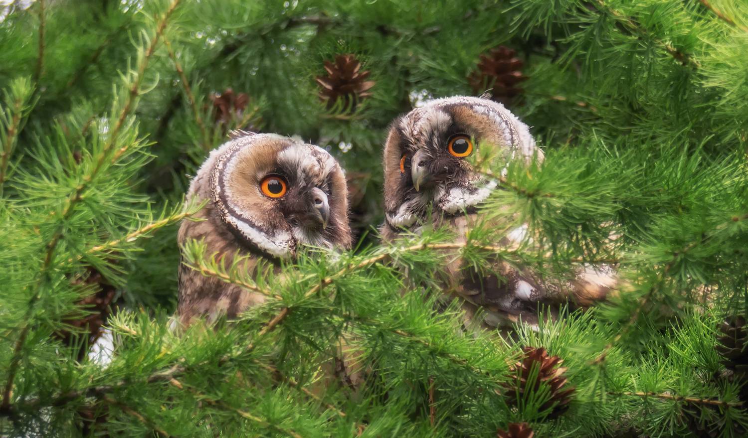 птица, сова, ушастая, слётки, совята,, Мочалова Марина