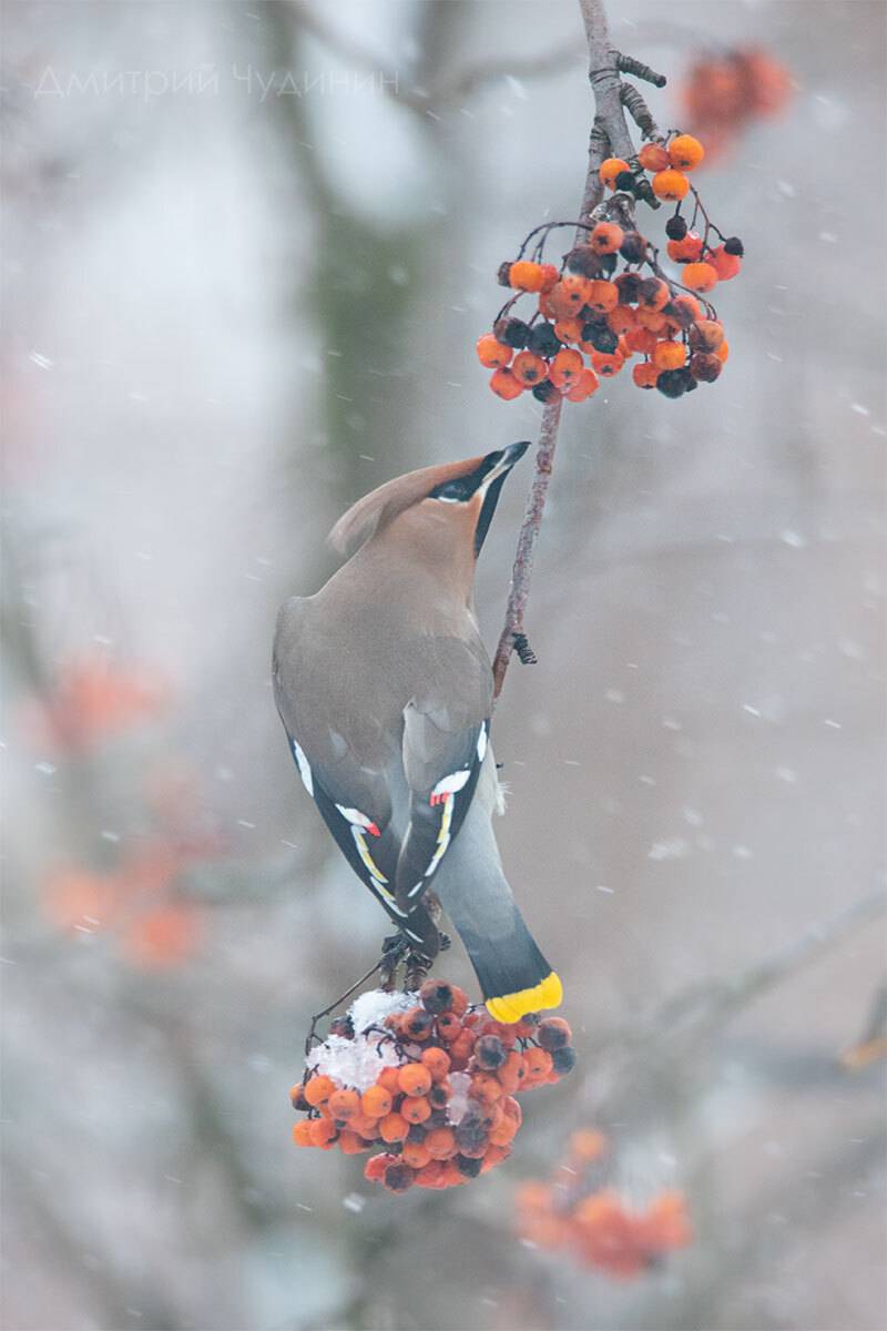 , Чудинин Дмитрий