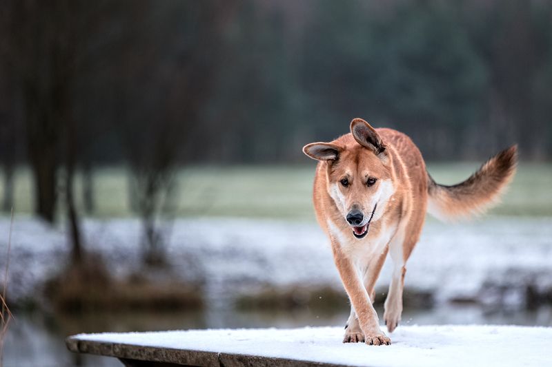 Наян фото превью