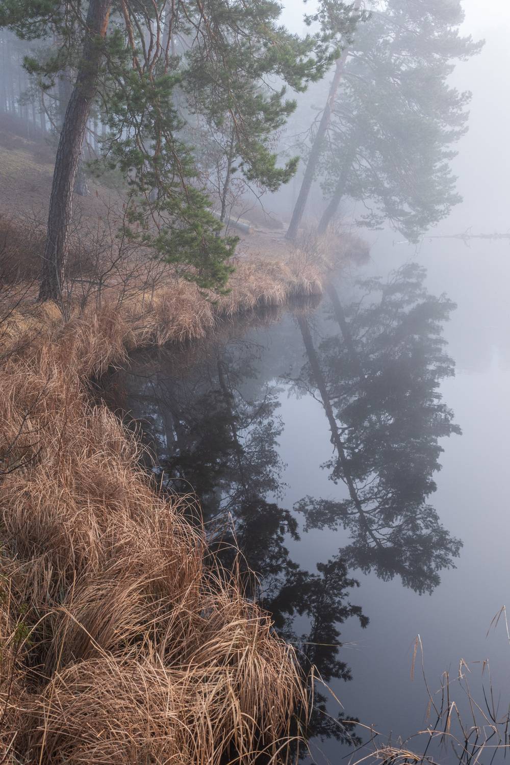 , Гордон Николай
