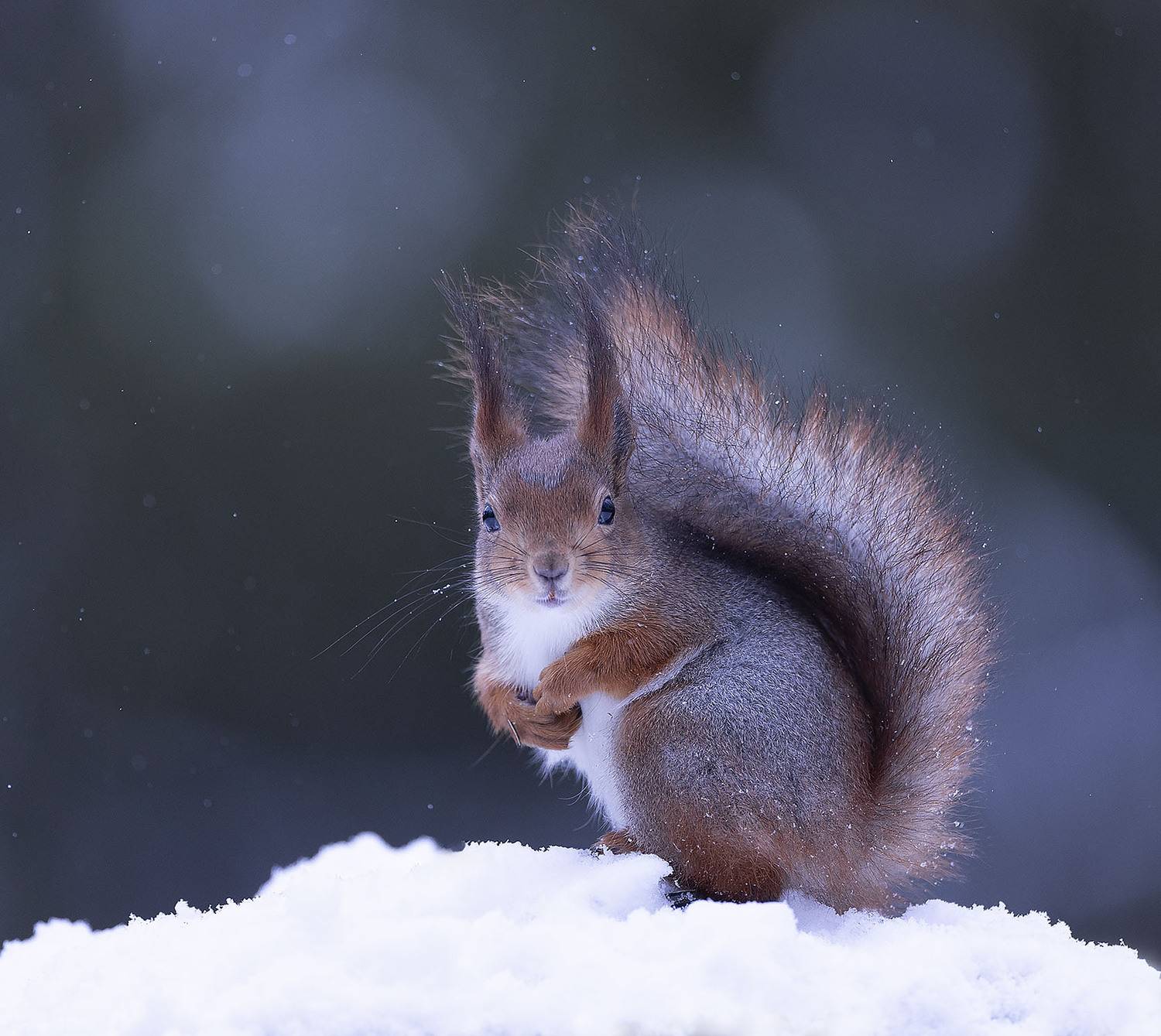 белка,снежинки,лес,природа, squirrel, beautiful, forest, nature, Стукалова Юлия