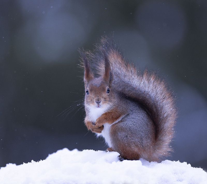 Лесная фотомодель фото превью
