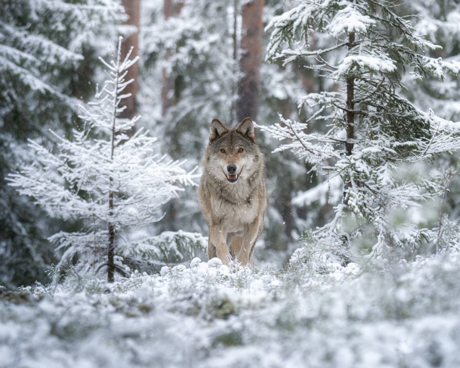 животные, волк, зима, солнце, лес, фотоохота, взгляд, wildlife, animals, nature, wolf, Михаил Ездаков