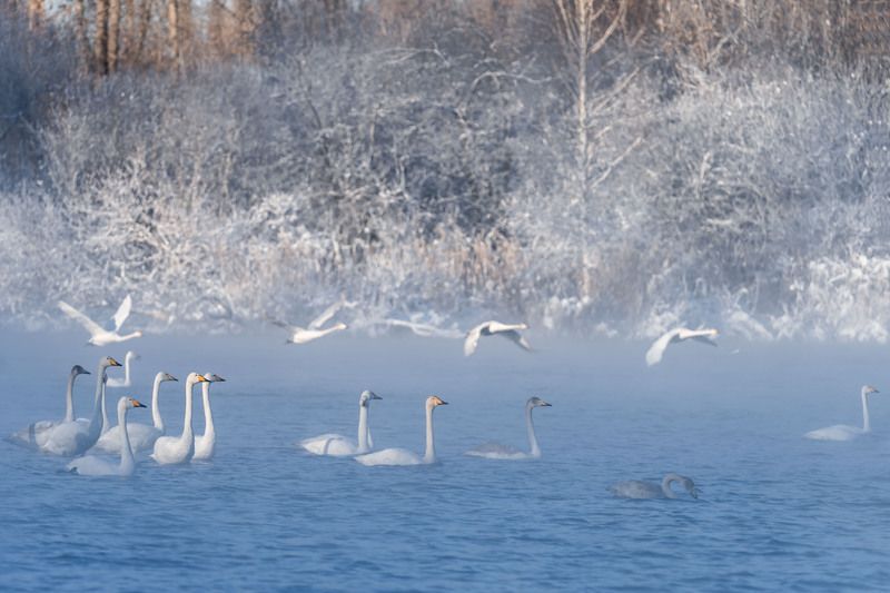 Лебединая зимняя гавань … Swan winter harbor ... фото превью
