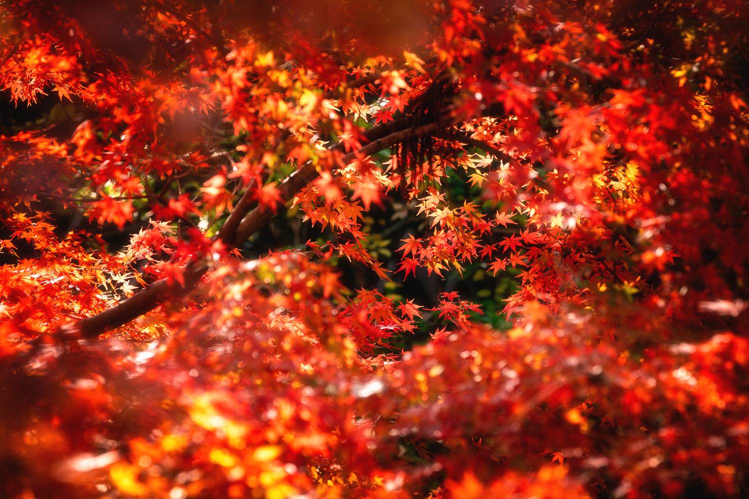 , Козаченко Алексей