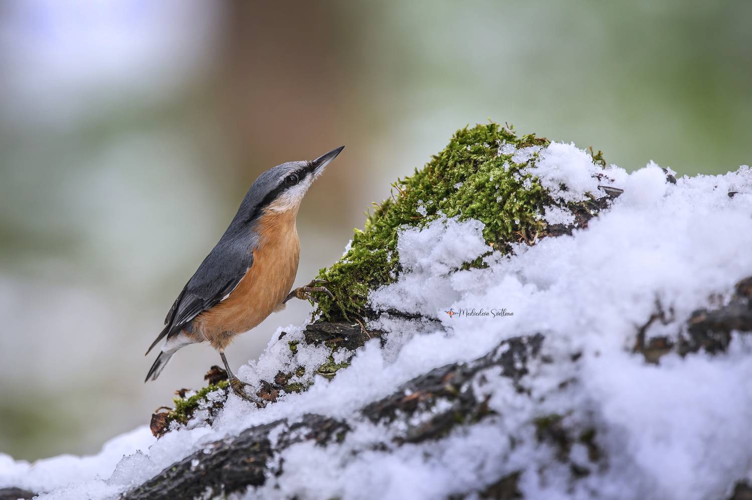 фотоохота, птица, поползень, зима, птицы, Медведева Светлана