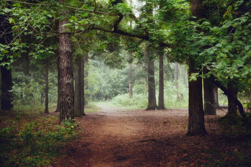 лес, деревья, листва, свет, дымка В летнем лесу фото превью