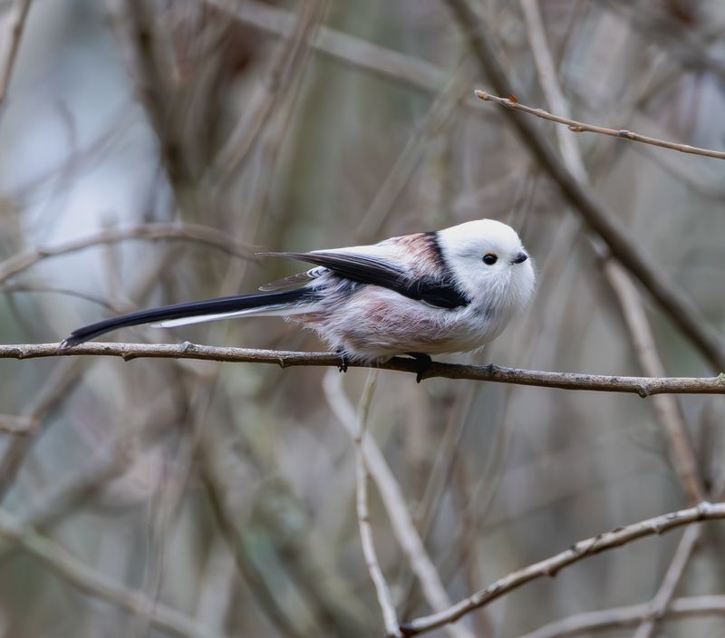 Ополовник фото превью