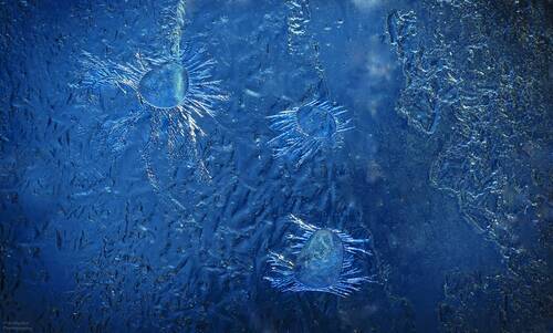 Ледяные Инфузории