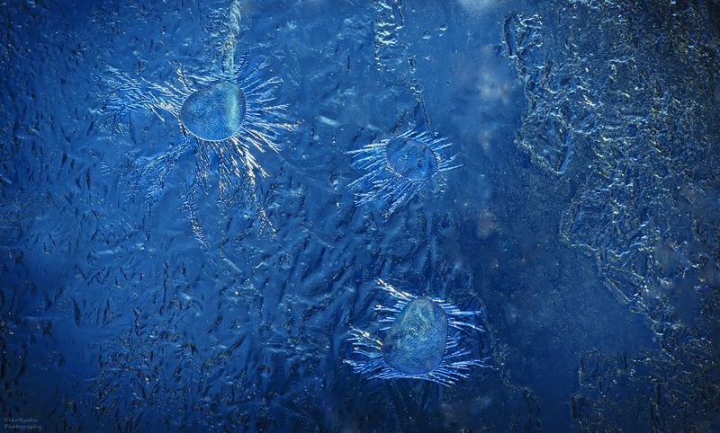 Ледяные Инфузории фото превью