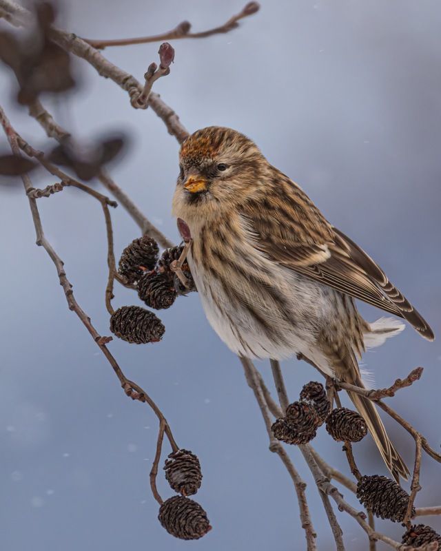 чечетка, птицы Чечетка фото превью