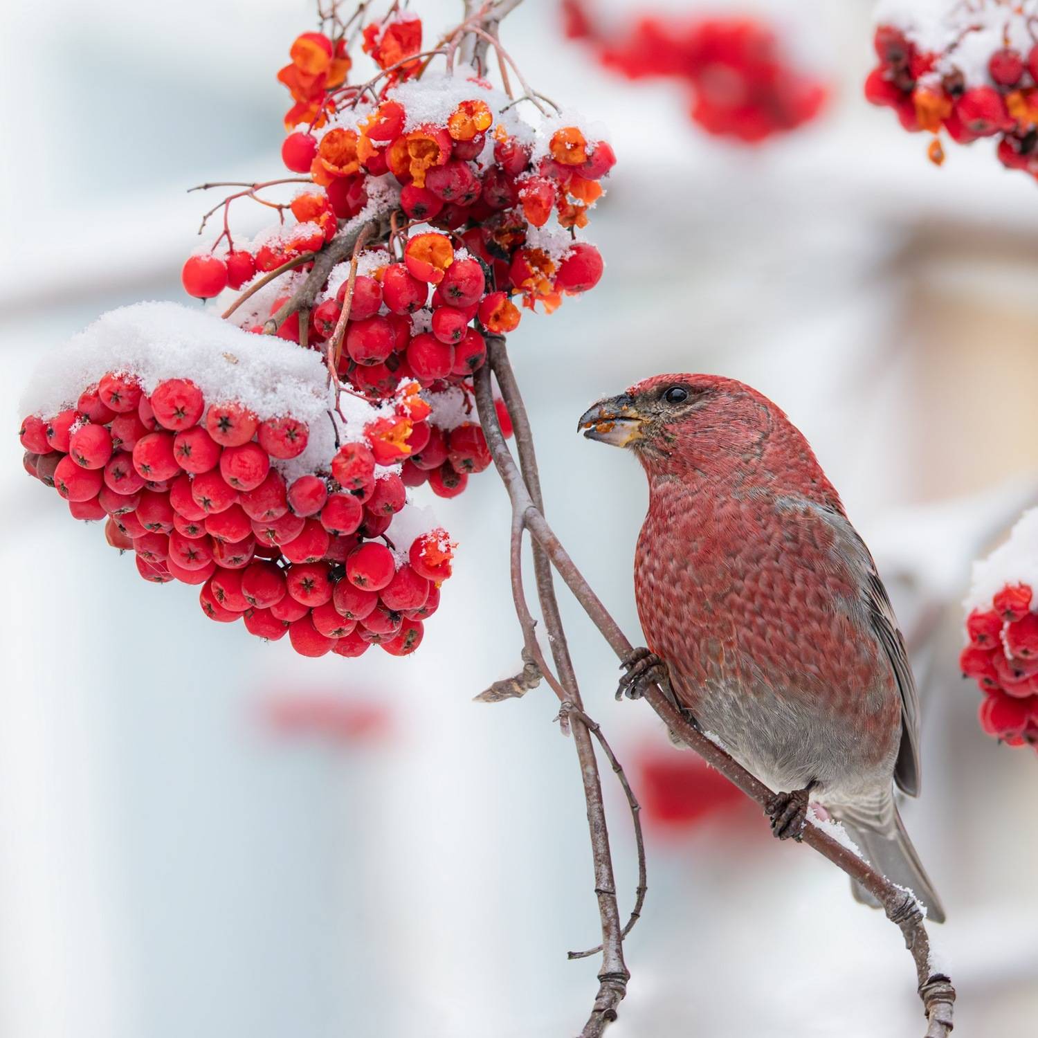 щур, птицы, рябина, Ruslan Pl