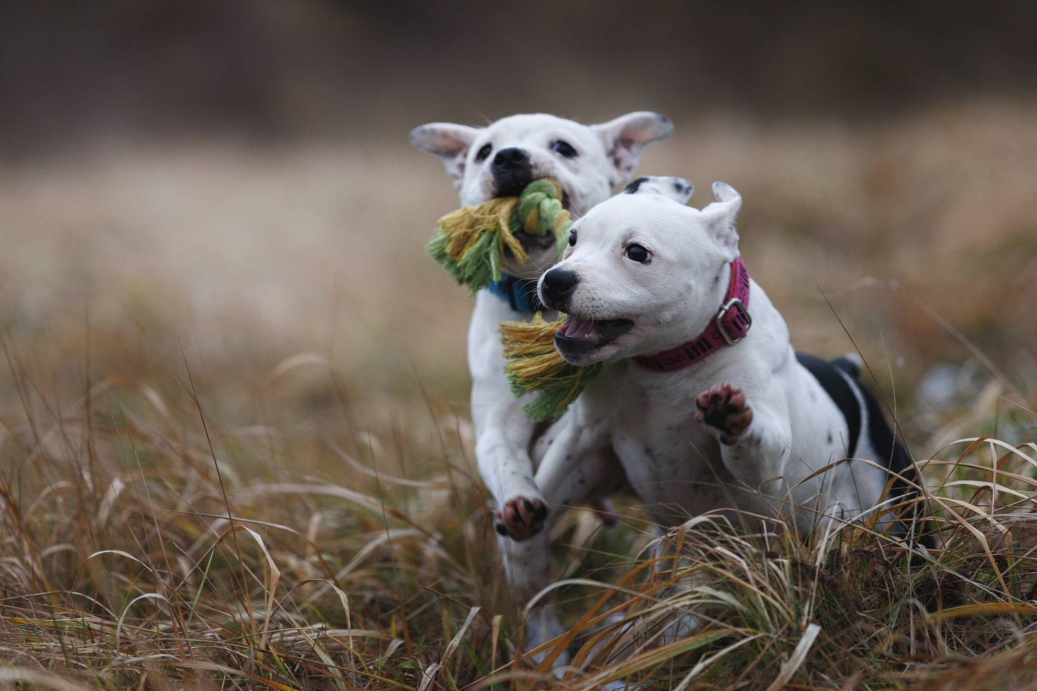 , Шерскова Мария