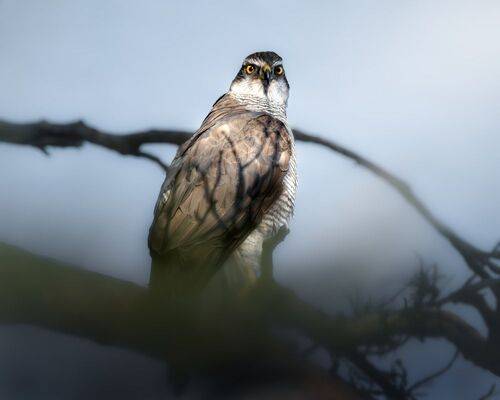 Ястреб-перепелятник 