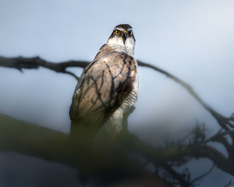 wildlife, birdwatching, nature, bird photography, птица, фотоохота, природа, тетеревятник, хищник Ястреб-перепелятник  фото превью