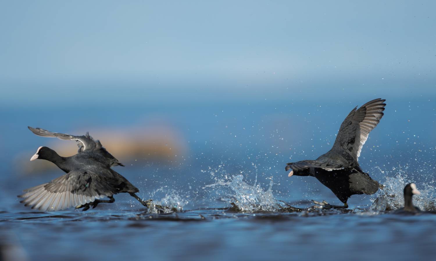 лысуха,, Дмитрий Федорако