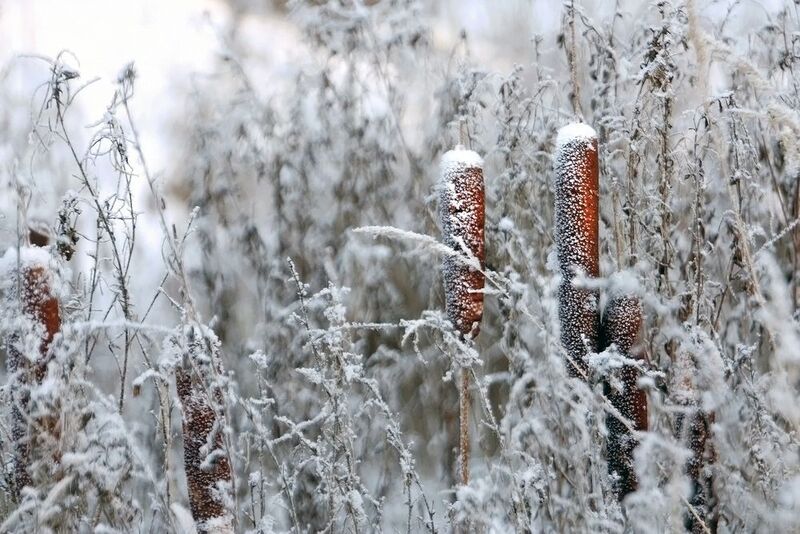 рогоз туман иней Отшумели камыши... фото превью