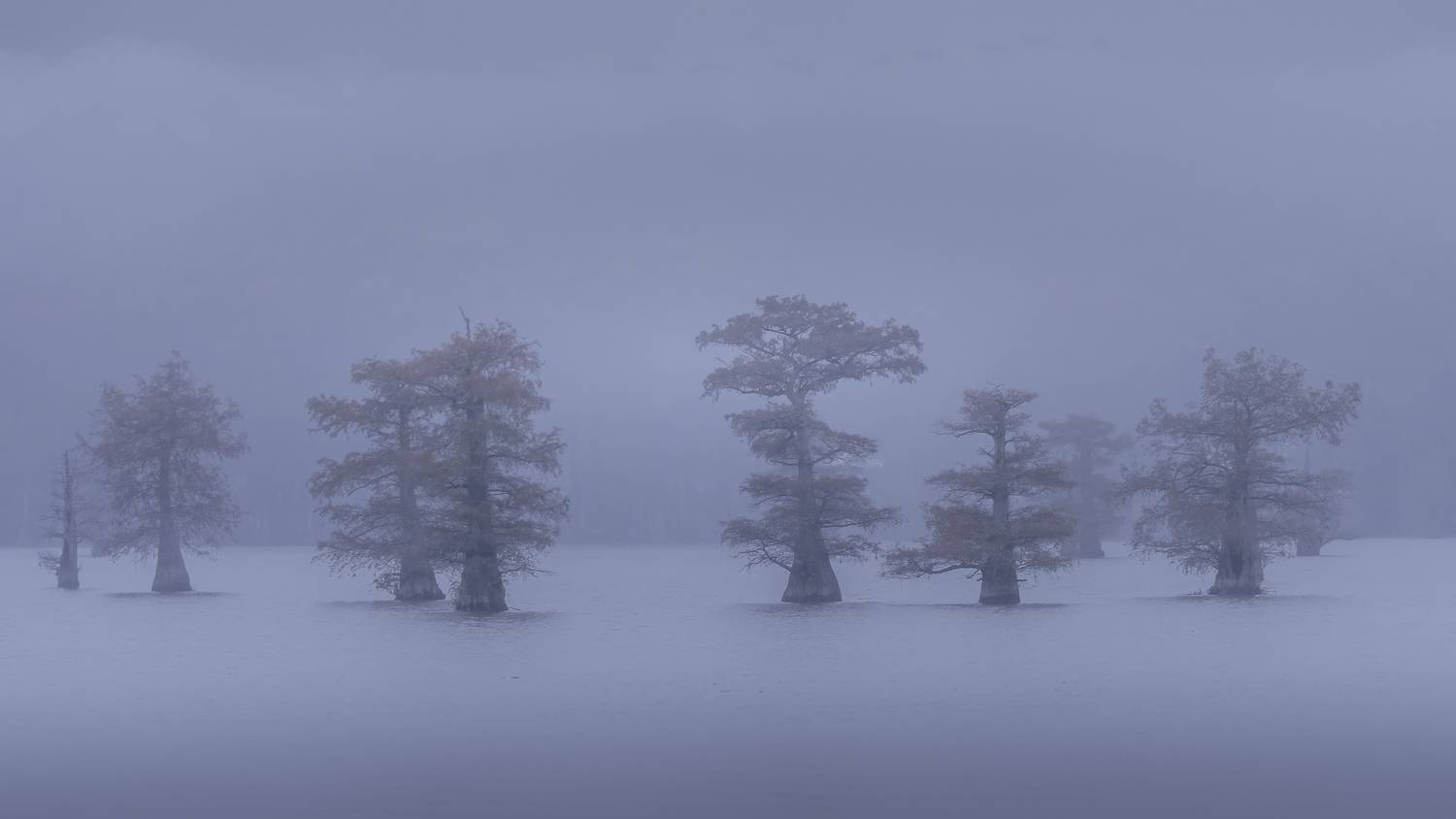 landscape, swamp, fog, haze, caddo lake, Angie Birmingham