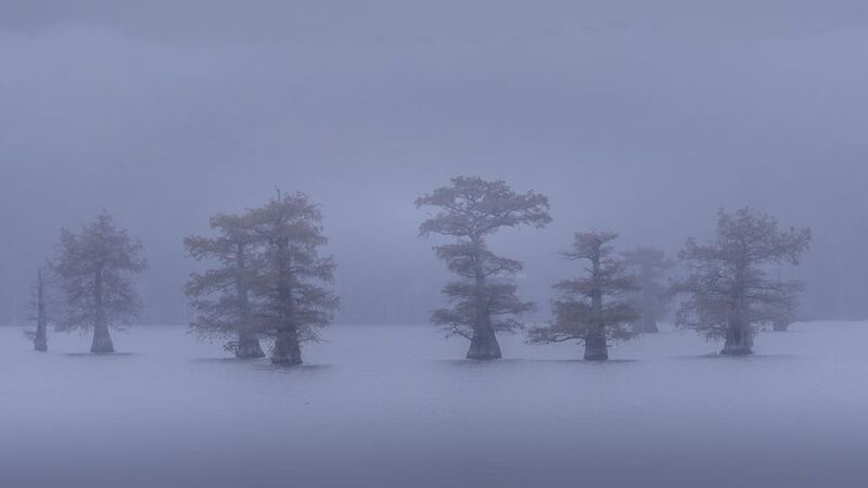 landscape, swamp, fog, haze, caddo lake The snow that never fell фото превью