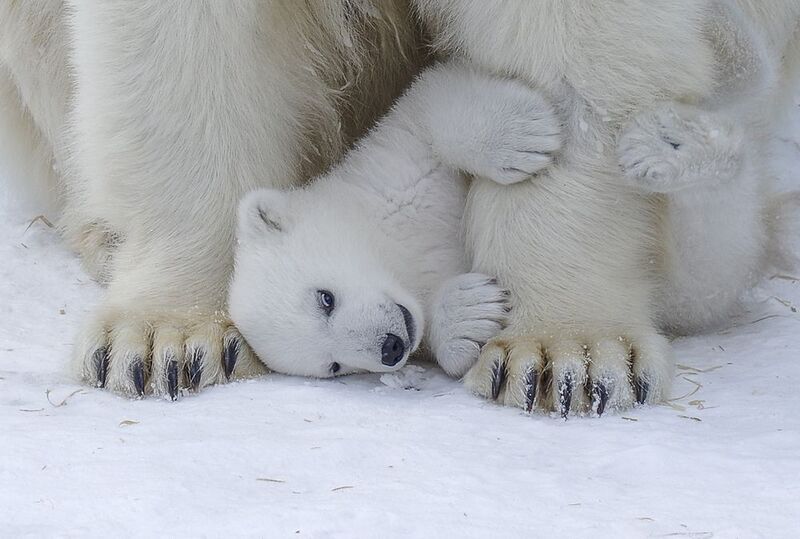 Белые медведи фото превью