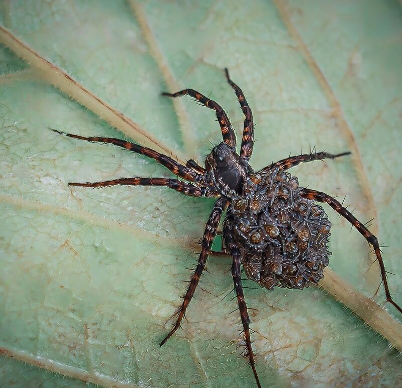 Заботливая мать! фото превью