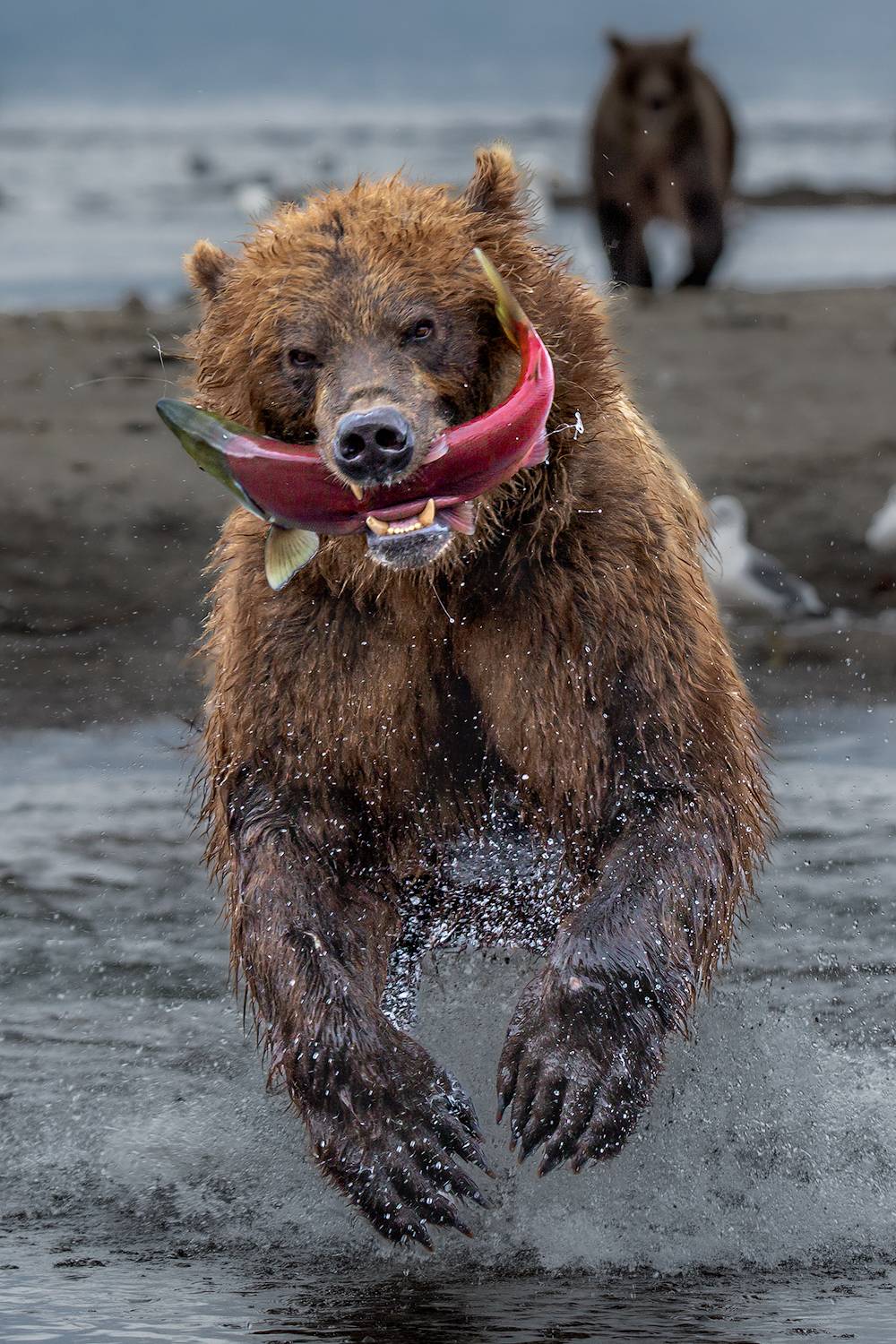 камчатка, Денис Будьков