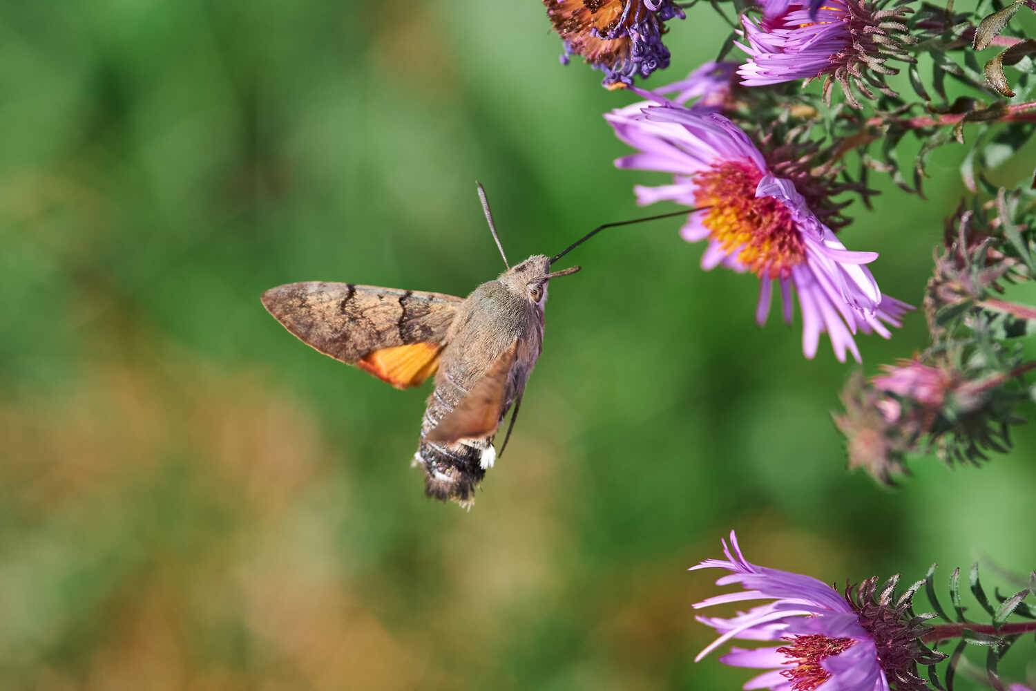 большехоботник звездчатый, бражник языкан, , Павел Сторчилов