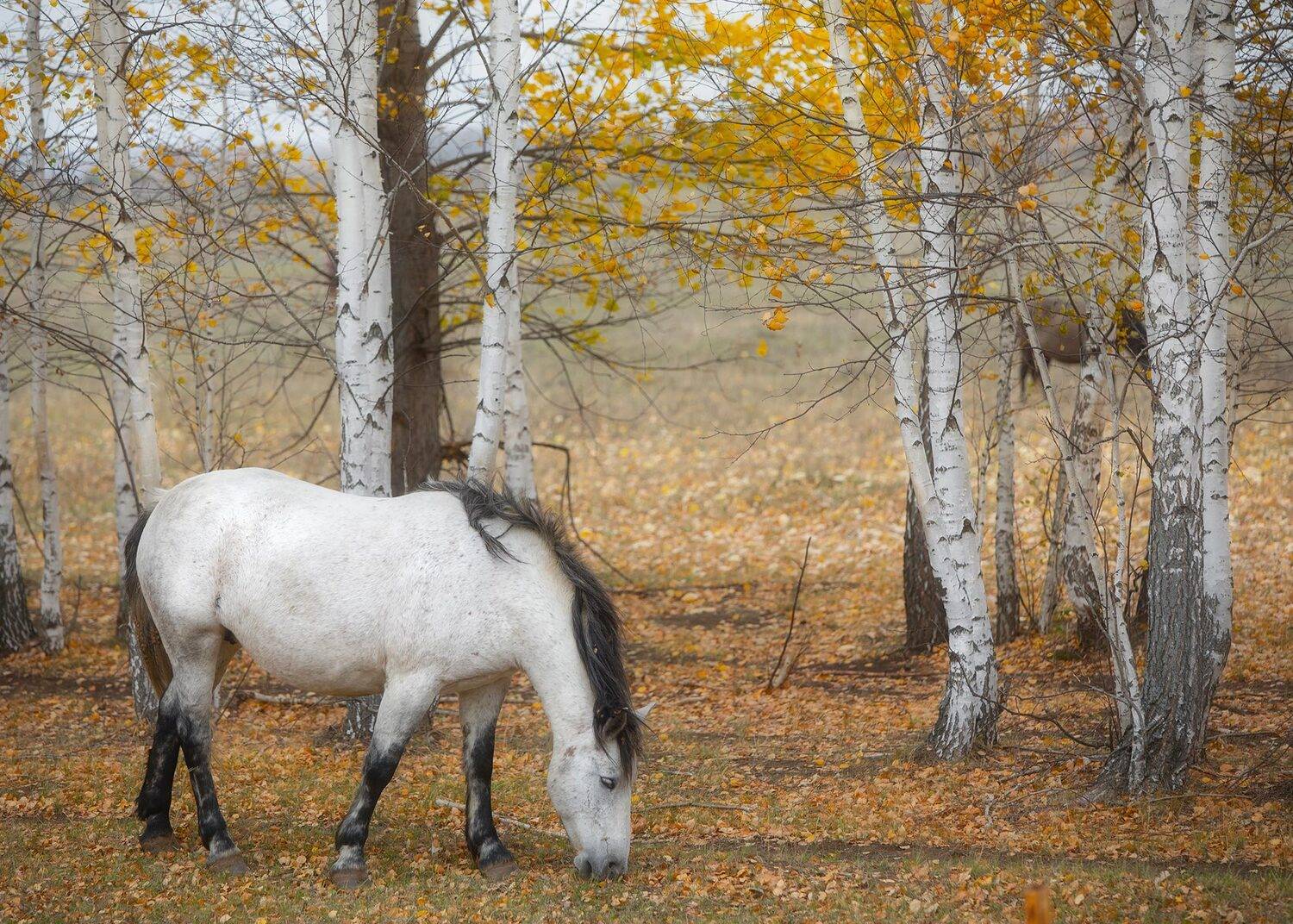 лошадь, пейзаж, осень, березы, татарстан, Ekaterina Romanova