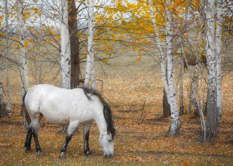 Осенняя пастораль фото превью