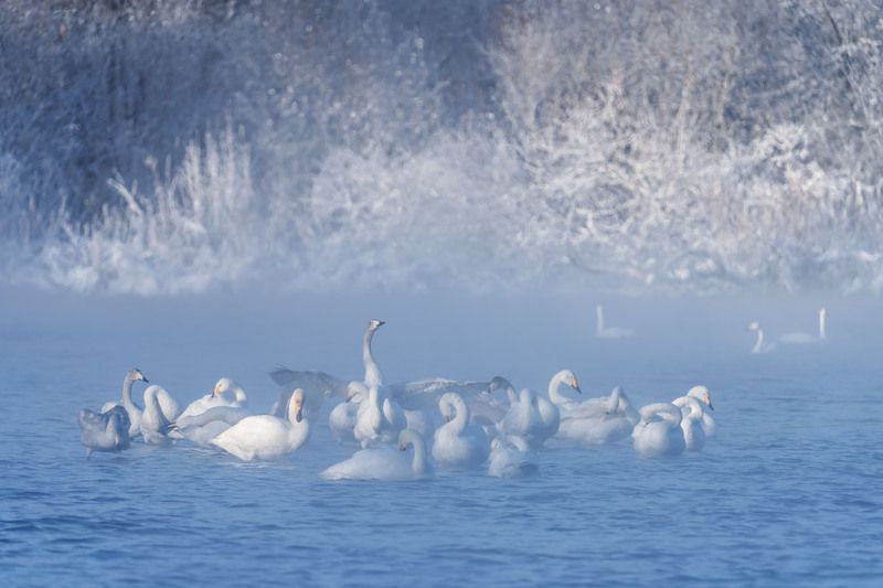 Лебединая зимняя гавань … Swan winter harbor ... фото превью