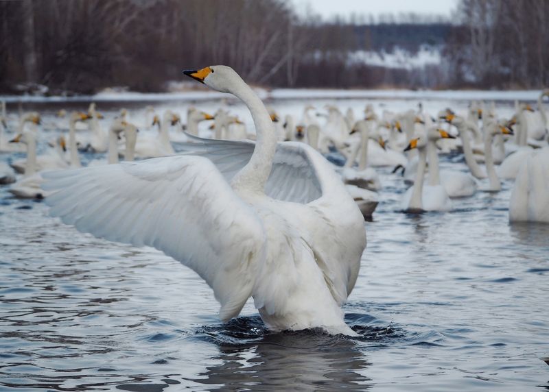 Дирижер фото превью