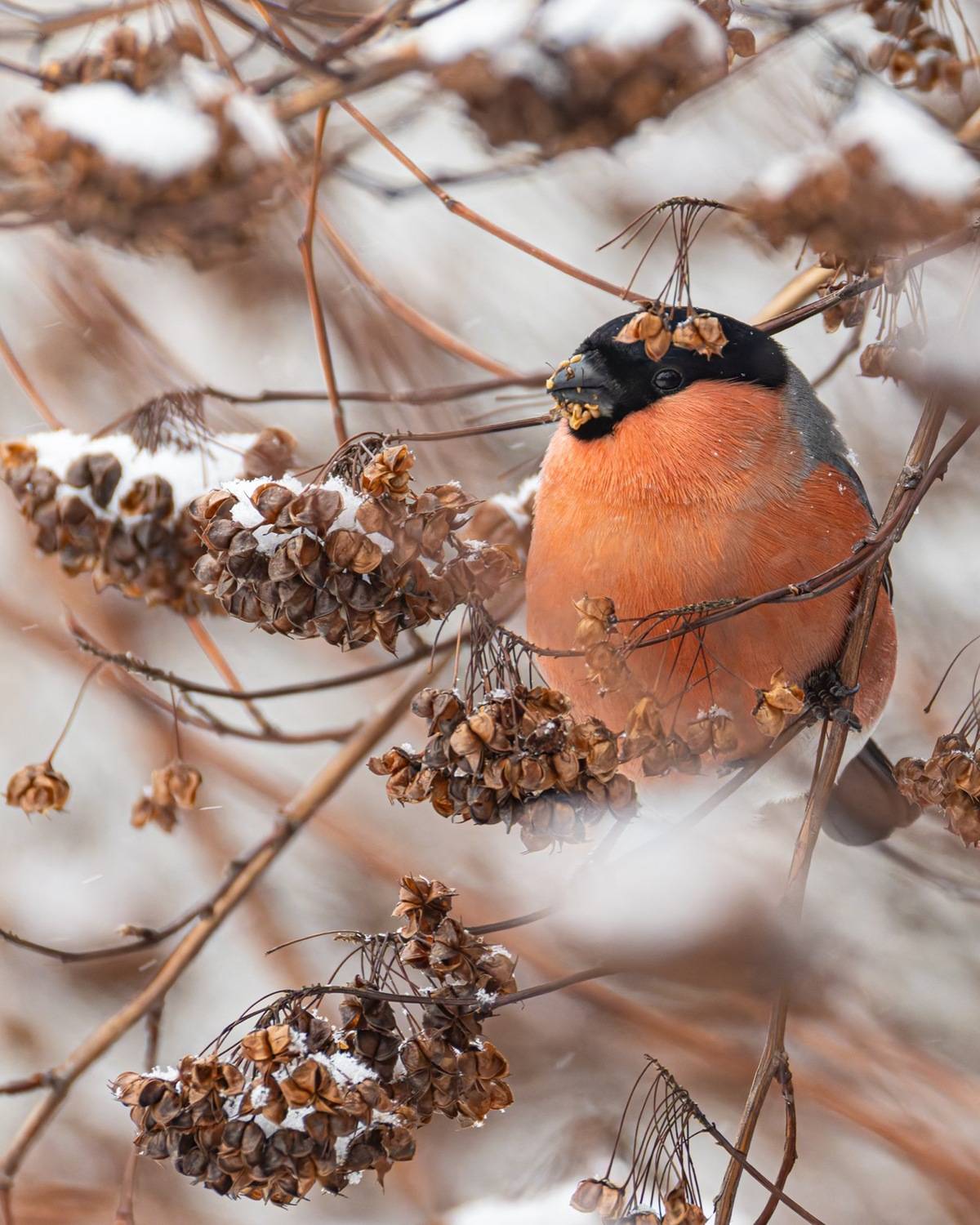 снегирь, птицы, пузыреплодник, Ruslan Pl