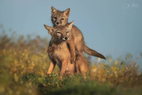 Семейный пункт наблюдения