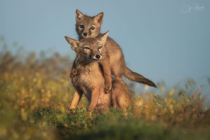 корсак, калмыкия, степная лиса, лис, лиса, корсачонок, дикая природа, wildanimals, корсачата, vilpus corsac, corsac, корсаки, маныч, маныч-гудило, черные земли Семейный пункт наблюдения фото превью