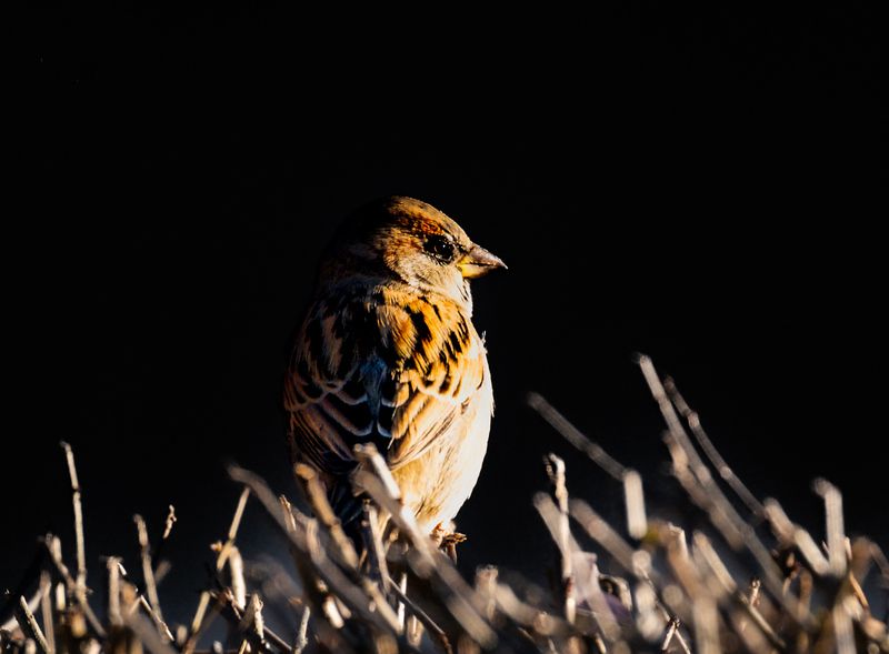 The Glimmer in the Wild фото превью