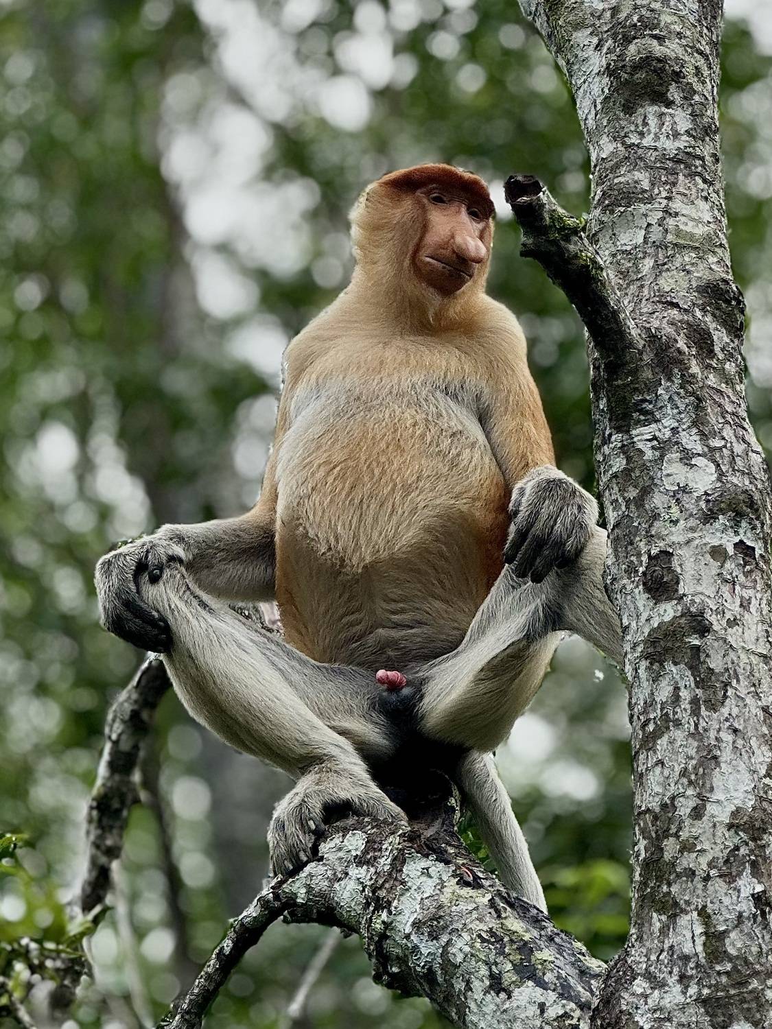 , Голубков Леонид