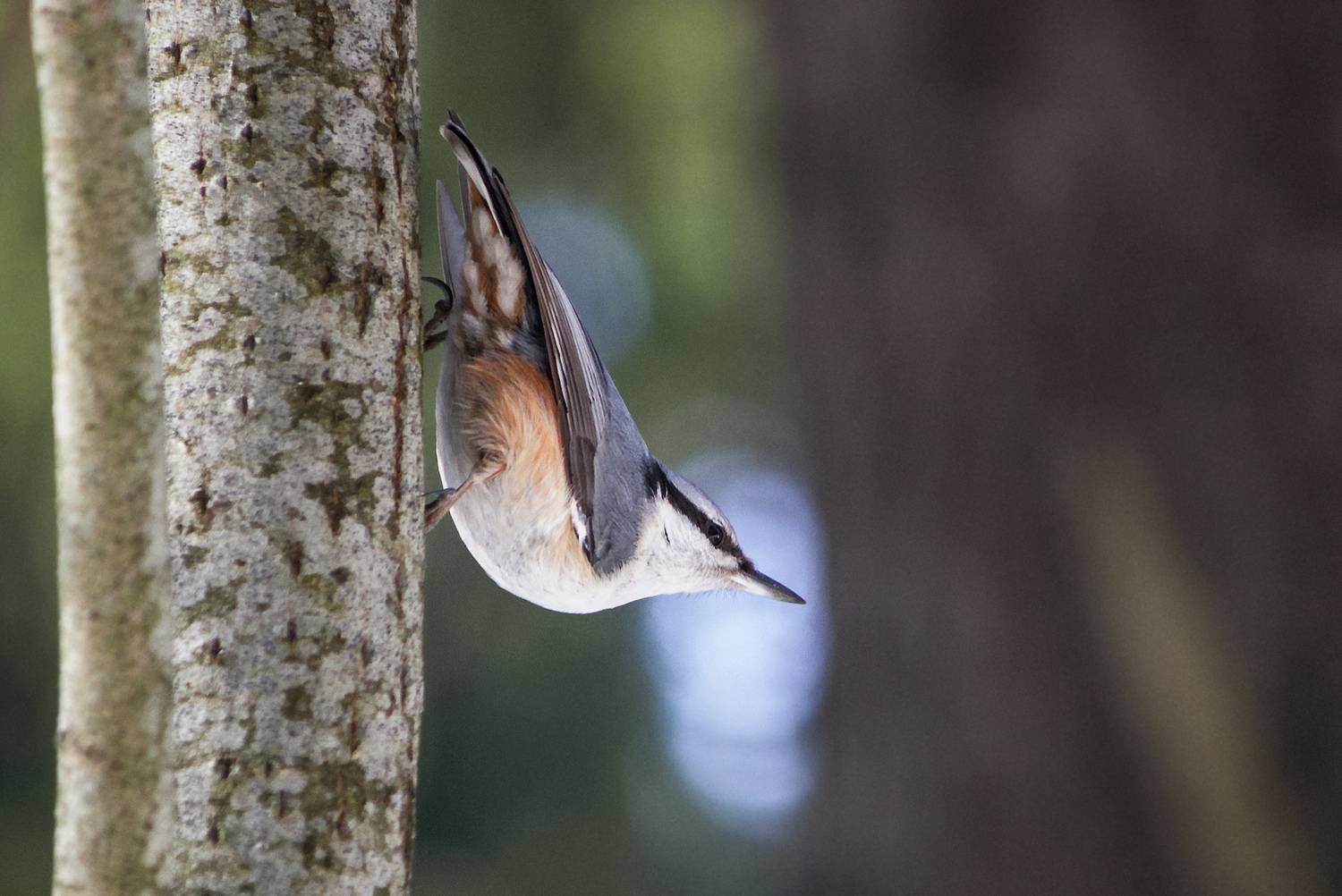 поползень, обыкновенный поползень, ямщик, sitta europaea, КарОл