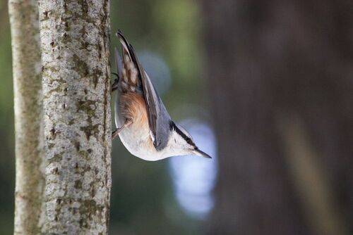 Ямщик (Sitta europaea)