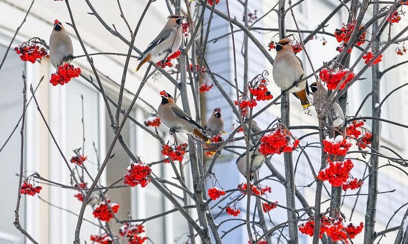 Свиристели прилетели фото превью