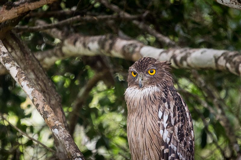 филин, рыбный филин, сова, птица рыбный филин фото превью