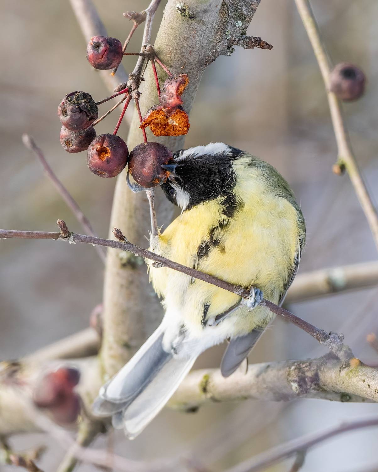 , Дем Константин