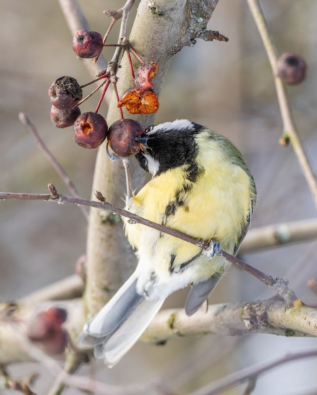 Кусь фото превью