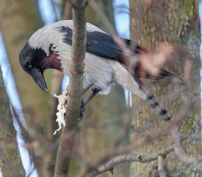 Трофей фото превью