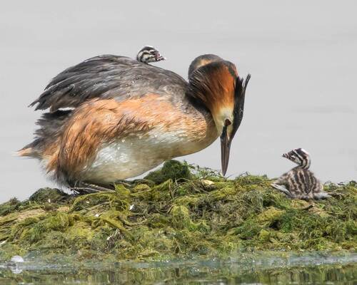 Чомга с птенцами