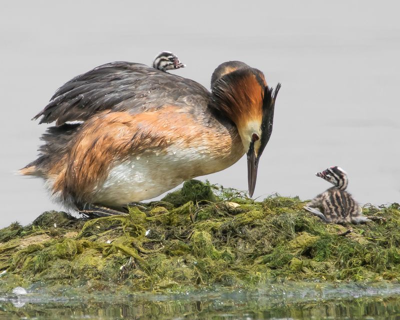 чомга Чомга с птенцами фото превью
