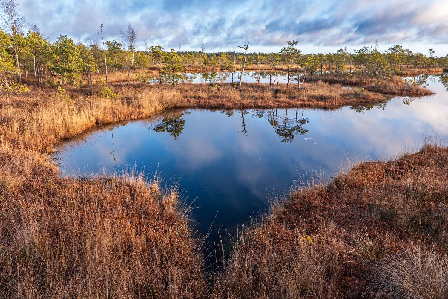, Гордон Николай