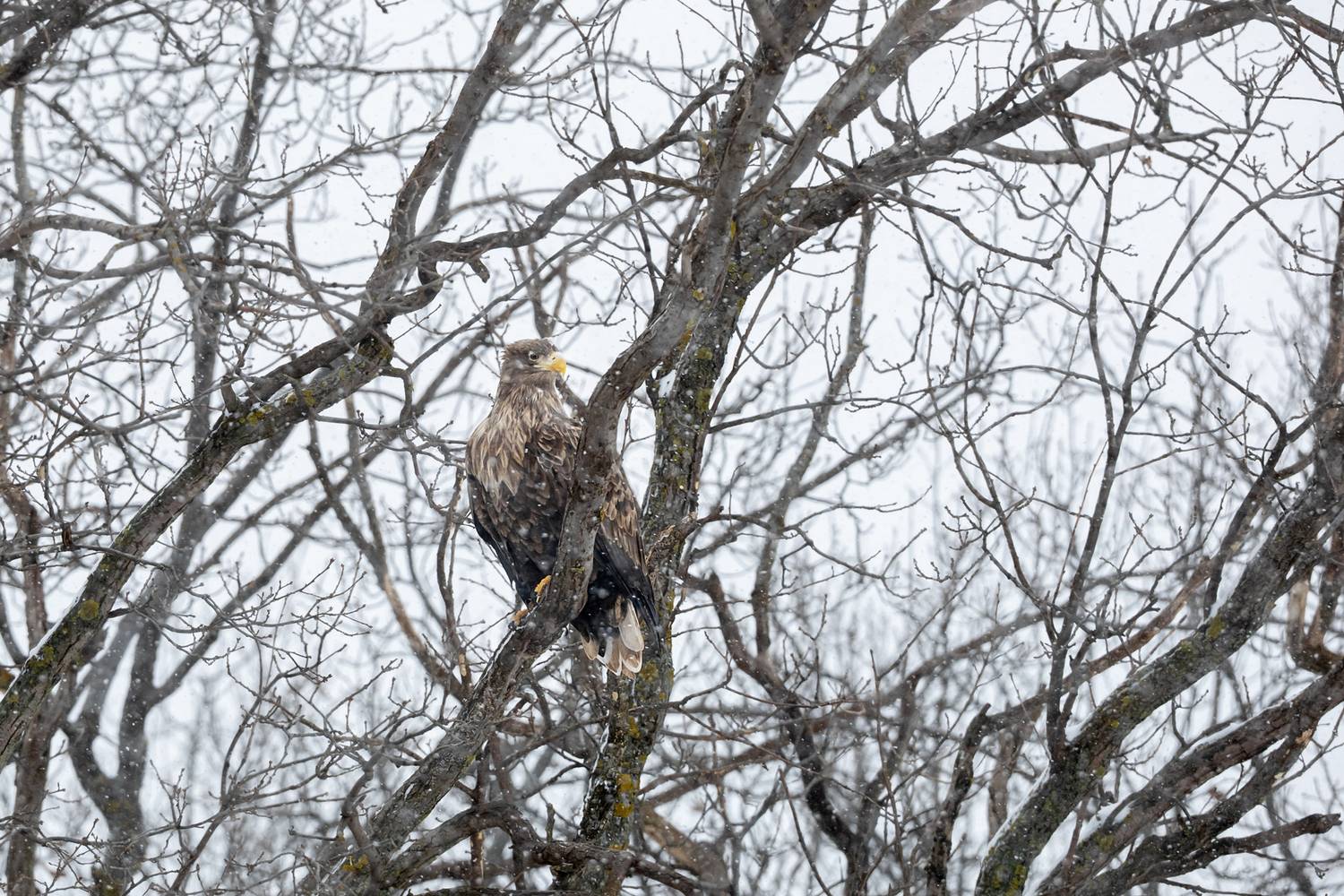 , Lozhkin Vyacheslav