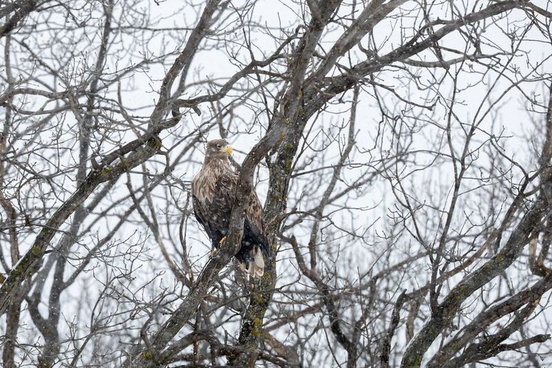 Орлан-белохвост фото превью