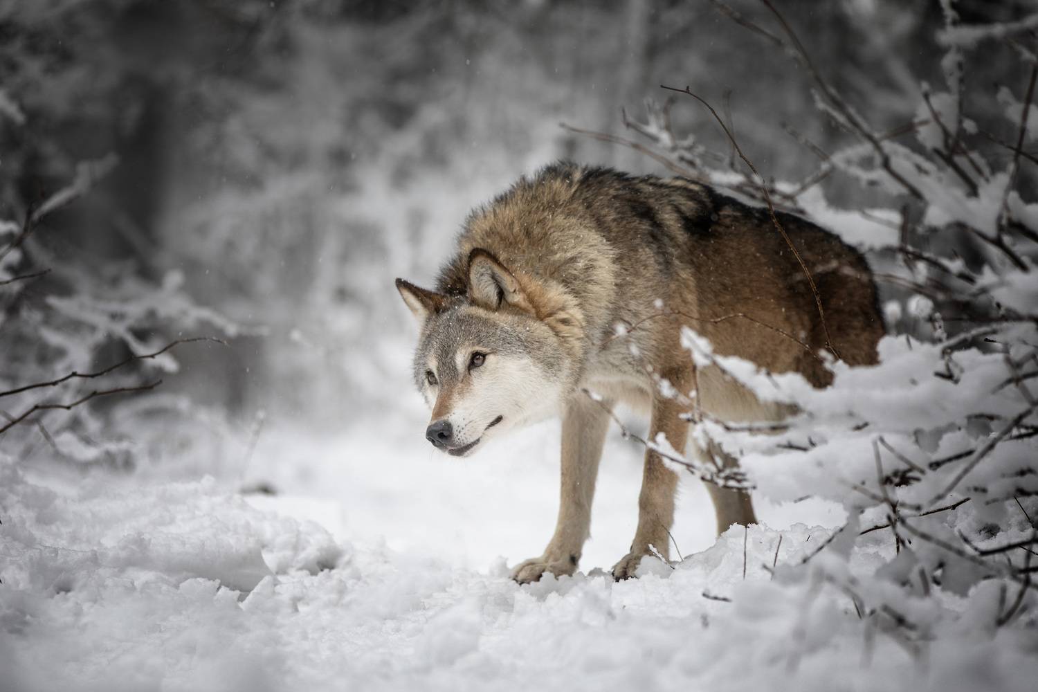 , Андрей Ершов